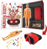 VR Gift Box - Human Body - Brain Spice